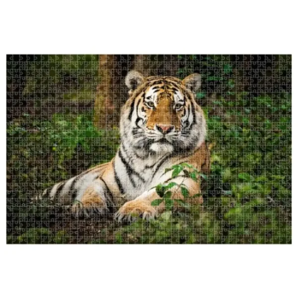 Animal Planet: Tigar 1000 kom puzzle slika 2