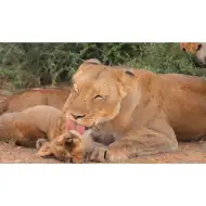 Životinje i njihovi mladunci dijafilm