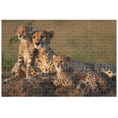 Animal Planet: Puzzle od 1000 kom obitelj geparda slika 2