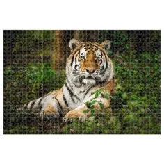 Animal Planet: Tigar 1000 kom puzzle slika 2