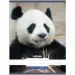 Nebulo: Panda obična bilježnica A4 80-32