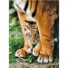 Mali tigar HQC puzzle 500kom - Clementoni